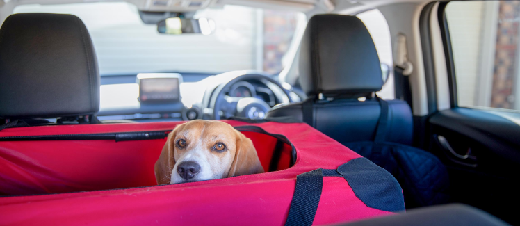 Traveling by car with a dog: useful tips from experts.